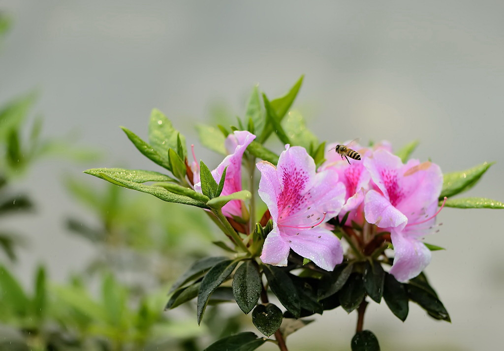 锦绣杜娟（毛杜娟）