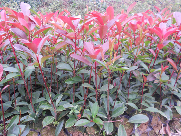  红叶石楠的种植技术