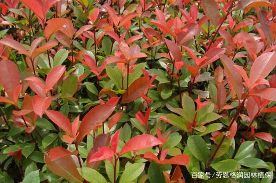  常见的红叶石楠病害汇总分享