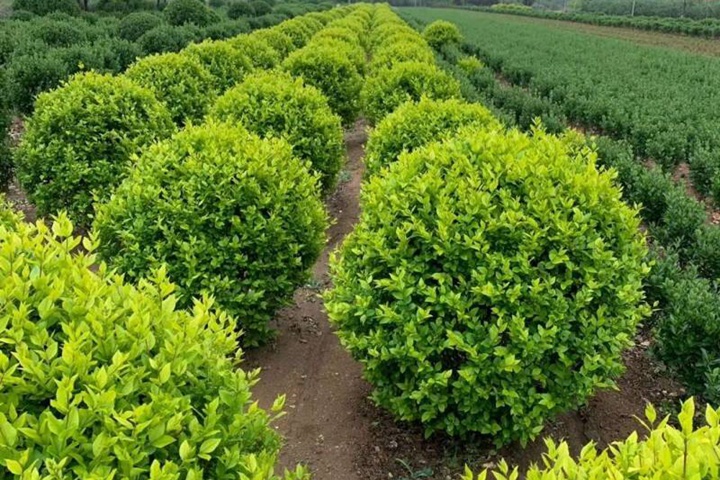 金森女贞的种植技术(图1)