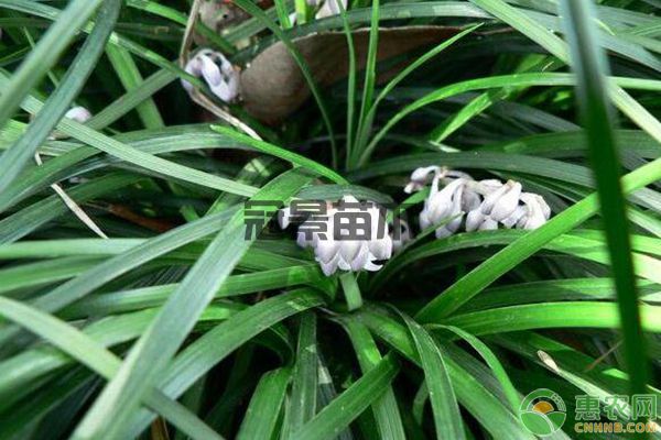  早春杂草种类及封闭药剂使用方法（附注意事项）