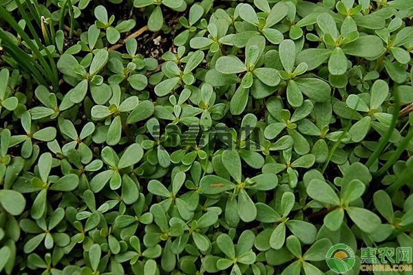 早春杂草种类及封闭药剂使用方法