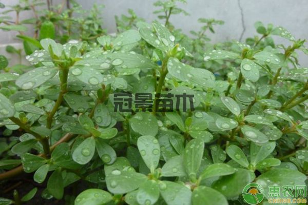 早春杂草种类及封闭药剂使用方法
