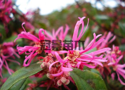 红花檵木