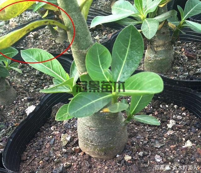 怎样防止苗木脱脚(图2)