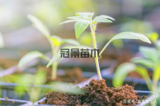  怎样防止苗木脱脚